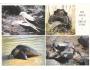 ŽELVY ALBATROSI BUŘŇÁCI NAKL. GALAPÁGY ***762P