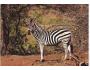 ZEBRA NAKL. NĚMECKO ***762R