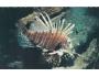 MOŘSKÁ RYBA PTEROIS VOLITANS NAKL. MONAKO ***765L