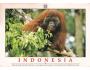ORANGUTAN NAKL. INDONESIE - BORNEO °766Q