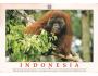 ORANGUTAN NAKL. INDONESIE - BORNEO  °766Q