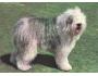PES BOBTAIL ORBIS ***768L