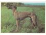PES ANGLICKÝ CHRT GREYHOUND PRESSFOTO ***769B