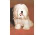 PES LHASA APSO SVÉPOMOC ***769W