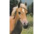KŮŇ HAFLINGER NAKL. SVÉPOMOC ***779F