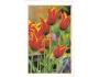 KVĚTINY TULIPÁNY NAKL. RAKOUSKO ***782L
