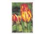KVĚTINY TULIPÁNY NAKL. RAKOUSKO ***782M