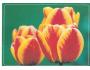 KVĚTINY TULIPÁNY NAKL. RAKOUSKO ***782P
