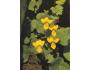 KVĚTINY VIOLA BIFLORA L. NAKL. RAKOUSKO ***783U