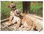 Hodonín ZOO puma americká ***20070o