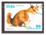 Kuba - kočka, kočky
