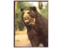 Medvěd brýlatý (jihoamerický) - pohlednice, prošlá poštou
