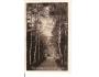 SUŠICE = BŘEZOVÁ ALEJ / ŠUMAVA /rok1932?*ka1403