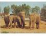 Slon indický a africký Východočeská ZOO Dvůr Králové, barevn