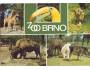 ZOO Brno Žirafa Tukan tygr Bizon poník s mláďaty, barevná po