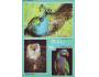 Ptáci I Asie Páv, Sovice, alexandr čínský, barevná pohlednic