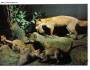 LIŠKY - BRNO MORAVSKÉ MUZEUM - PRESSFOTO *** 39544
