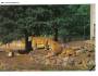 LEV PUSTINNÝ - ZOO LEŠNÁ - PRESSFOTO *** 39556