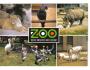 NOSOROŽEC - ANTILOPA ZOO DVŮR KRÁLOVÉ - PRESSFOTO *** 39576