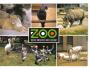 NOSOROŽEC - ANTILOPA  ZOO DVŮR KRÁLOVÉ - PRESSFOTO *** 39576