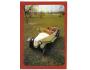AUTO - TATRA 12 - DVOUVÁLEC - VETERÁNI SILNIC ***39652
