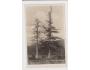 BUČINA=ŠUMAVA=KLUB ČS.TURISTŮ=rok1930=R4947a