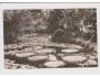 PIEŠŤANY=VICTORIA REGIA=rok1952*R5128