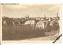 ŽATEC /r.1950?*AI=444