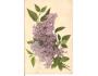 KVĚTINY / KYTICE /r1910?*kb=198