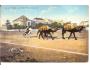 TUNIS + VELBLOUDI / AFRIKA /rok1918?*kc1149