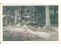 PRAMEN VLTAVY / ŠUMAVA /rok1923?*AB1999