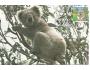 Austrálie, Carte Maxima, 1986-08-13 fauna koala, a5