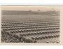 SOKOL=IX. SLET=PRAHA /rok1932*BE3629