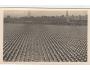 SOKOL=IX. SLET=PRAHA /rok1932*BE3633