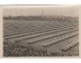 SOKOL=IX. SLET=PRAHA /rok1932*BE3634