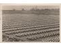SOKOL=IX. SLET=PRAHA /rok1932*BE3646