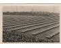 SOKOL=IX. SLET=PRAHA /rok1932*BE3653
