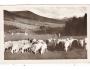 ORAVICE S MAGUROU +OVCE =rok1945?*a==3269