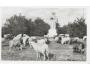 RADEGAST /BESKYDY /r.1948 /M312-77