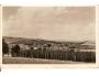BLŠANY + CHMEL / ŽATEC /rok1950?*ca548
