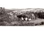 Kamenický Šenov okr. ČL - panoramatická 210x90 ***51182