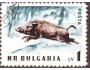 Bulharsko 1958 Divoké prase, Michel č.1063A raz.