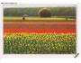 PMK349) Nizozemí - země tulipánů, 1988-90.