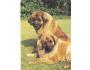 LEONBERGER = PES  /r.1960-90?*UF7173