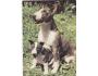 BULLTERIER = PES /r.1960-90?*UF7176