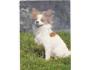 PAPILLON= PES /r.1960-90?*UF7186