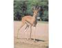 GAZELA DORKAS=ZOO HANNOVER/r.1960-90?*UF7222