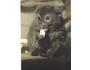 LEMUR ŠEDÝ /ZOO KOLÍN n.RYNEM /r.1960-90?*UF7234