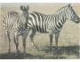 ZEBRA /ZOO V RUSKU /r.1960-90?*UF7238