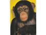 ŠIMPANZ =ZOO OSTRAVA /r.1960-90?*UF7279